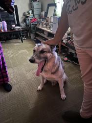 Found/Stray Male Dog last seen Stoner, Hawkins Ave, Frederick blvd, Akron, OH 44320