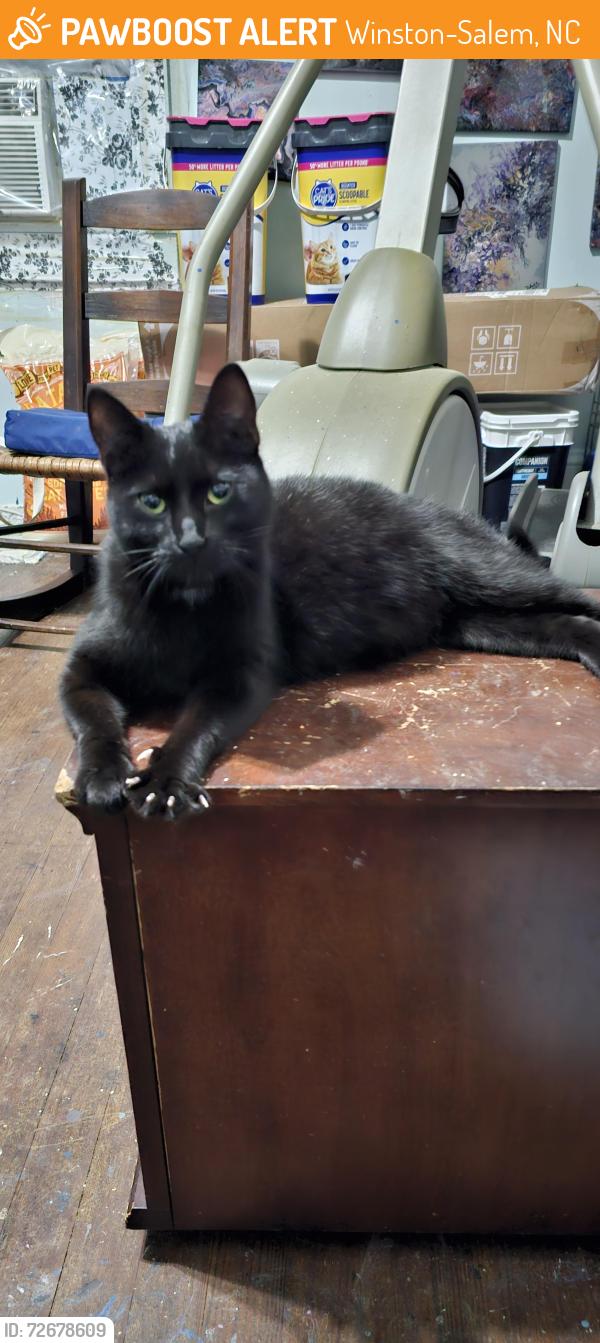 Found/Stray Female Cat last seen Peachtree St, S Station , Winston-Salem, NC 27107