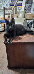 Found/Stray Female Cat last seen Peachtree St, S Station , Winston-Salem, NC 27107