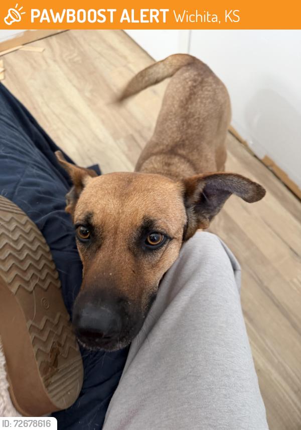 Found/Stray Female Dog last seen Central and Market , Wichita, KS 67202