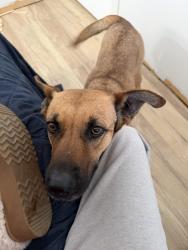 Found/Stray Female Dog last seen Central and Market , Wichita, KS 67202