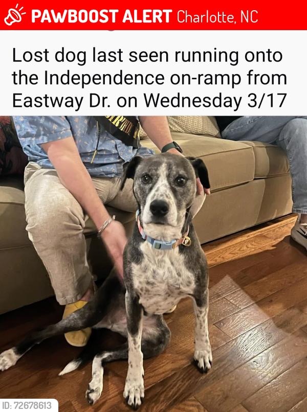 Lost Female Dog last seen East Independence Boulevard and Eastway Drive, Charlotte, NC 28205