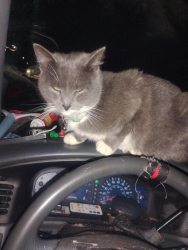 Lost Male Cat last seen Near the intersection of Chemawa Rd and 13th Street.  , Keizer, OR 97303