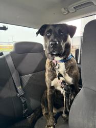 Found/Stray Female Dog last seen 56th and Georgetown and Marathon gas station, Indianapolis, IN 46254