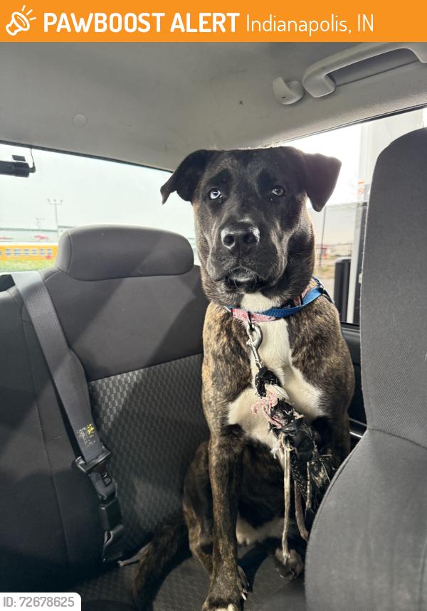 Found/Stray Female Dog last seen 56th and Georgetown and Marathon gas station, Indianapolis, IN 46254