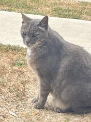 Lost Male Cat last seen Harbor St., Los Angeles, CA 90291