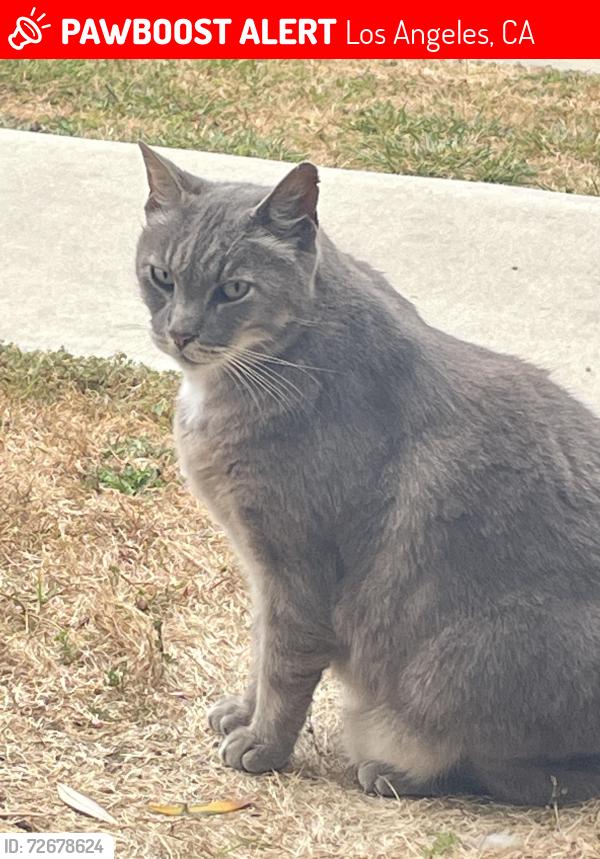 Lost Male Cat last seen Harbor St., Los Angeles, CA 90291