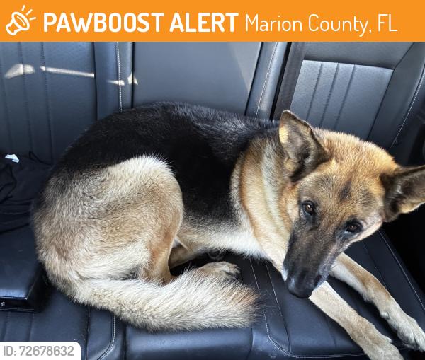Found/Stray Male Dog last seen Dogwood road by Landfill, Marion County, FL 34472