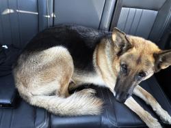Found/Stray Male Dog last seen Dogwood road by Landfill, Marion County, FL 34472