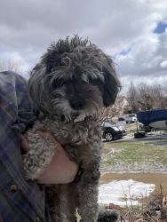 Found/Stray Male Dog last seen Jermain Drive, Toledo, OH 43606