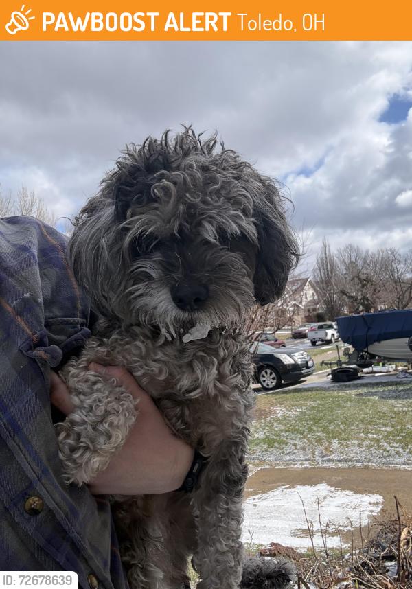Found/Stray Male Dog last seen Jermain Drive, Toledo, OH 43606