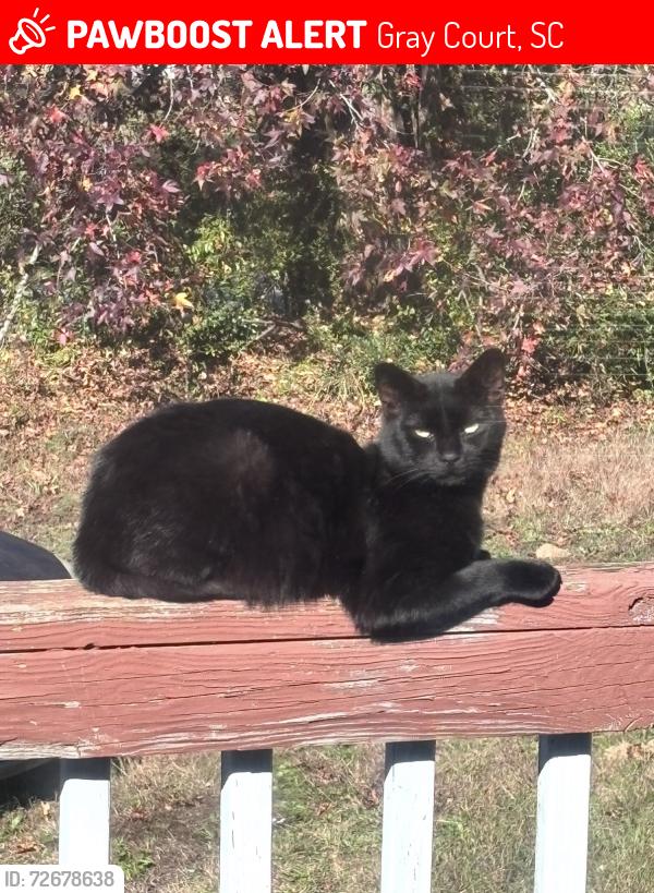 Lost Male Cat last seen Curry lake rd, Gray Court, SC 29645