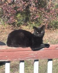 Lost Male Cat last seen Curry lake rd, Gray Court, SC 29645