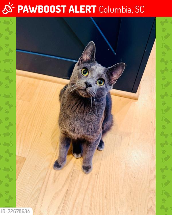 Lost Male Cat last seen Near block Wayne st , Columbia, SC 29201