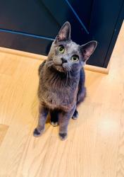 Lost Male Cat last seen Near block Wayne st , Columbia, SC 29201