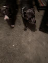 Found/Stray Unknown Dog last seen Yearling road , Columbus, OH 43227
