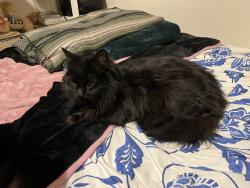 Lost Male Cat last seen Brick Church Pike, Nashville, TN 37207