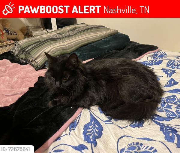 Lost Male Cat last seen Brick Church Pike, Nashville, TN 37207