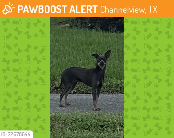 Found/Stray Male Dog last seen North Silver Green and great Dover, Channelview, TX 77530
