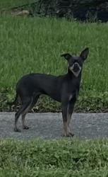 Found/Stray Male Dog last seen North Silver Green and great Dover, Channelview, TX 77530