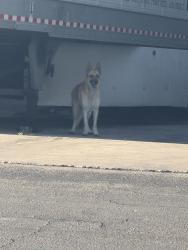 Found/Stray Unknown Dog last seen Zarzamora, San Antonio, TX 78224