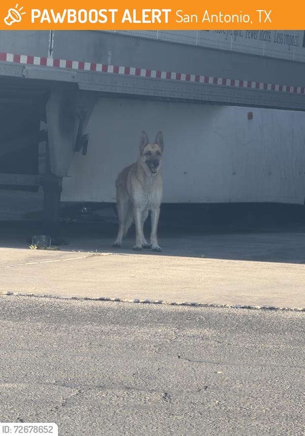 Found/Stray Unknown Dog last seen Zarzamora, San Antonio, TX 78224
