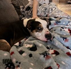 Lost Male Dog last seen Marion and Mary , Terre Haute, IN 47802