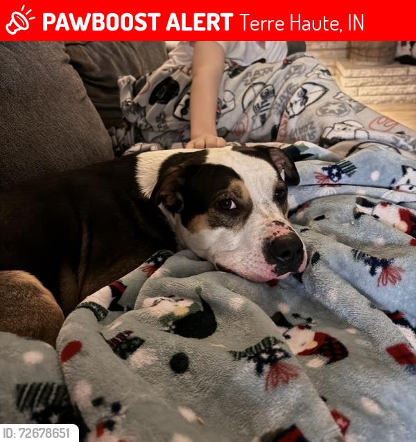 Lost Male Dog last seen Marion and Mary , Terre Haute, IN 47802