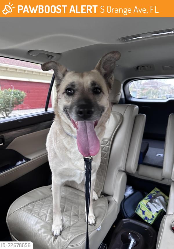 Found/Stray Female Dog last seen  In Palm breeze community , S Orange Ave, FL 32824