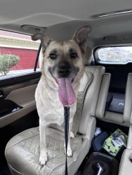 Found/Stray Female Dog last seen  In Palm breeze community , S Orange Ave, FL 32824