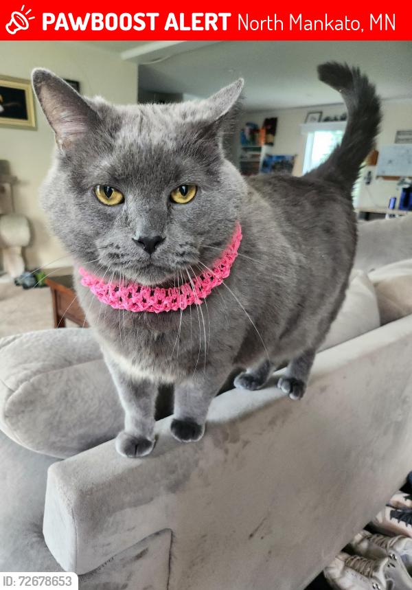 Lost Male Cat last seen Lancelot Ln, Excalibur Rd, Elaine Ln, upper North mankato, Avalon trailer court, North Mankato, MN 56003