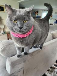 Lost Male Cat last seen Lancelot Ln, Excalibur Rd, Elaine Ln, upper North mankato, Avalon trailer court, North Mankato, MN 56003