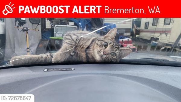 Lost Male Cat last seen Illahee Preserve on Thompson Ln., Riddell rd, Perry Ave., Bremerton, WA 98310