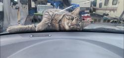 Lost Male Cat last seen Illahee Preserve on Thompson Ln., Riddell rd, Perry Ave., Bremerton, WA 98310