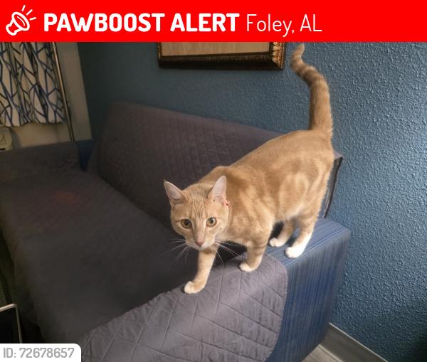 Lost Male Cat last seen Lambert's Cafe, Foley, AL 36535