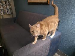 Lost Male Cat last seen Lambert's Cafe, Foley, AL 36535