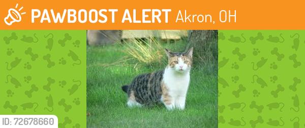 Found/Stray Female Cat last seen Albrecht, Akron, OH 44312