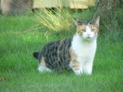 Found/Stray Female Cat last seen Albrecht, Akron, OH 44312