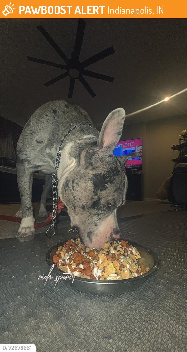Found/Stray Male Dog last seen Epler ave, Indianapolis, IN 46217