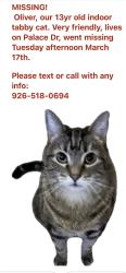Lost Male Cat last seen Crown circle, New Braunfels, TX 78130
