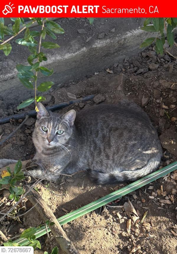 Lost Female Cat last seen White River rd & Gulfport Way, Sacramento, CA 95826