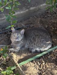 Lost Female Cat last seen White River rd & Gulfport Way, Sacramento, CA 95826