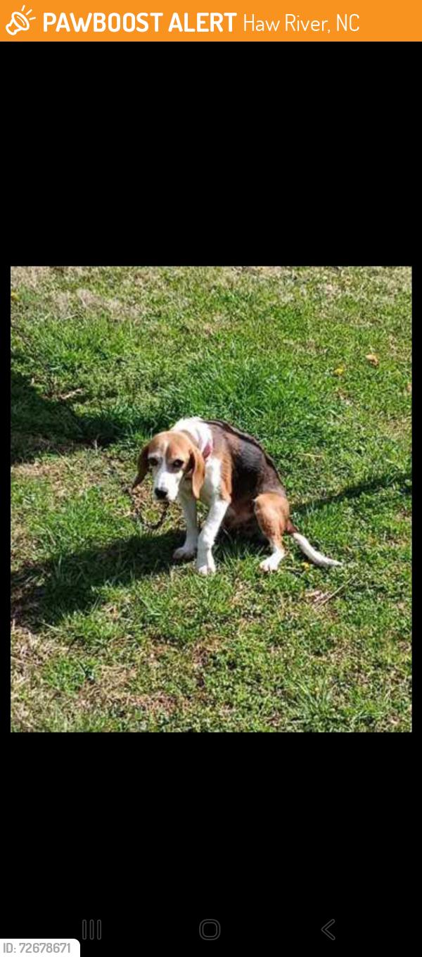 Found/Stray Female Dog last seen Roxboro and 49, Haw River, NC 27253
