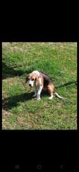 Found/Stray Female Dog last seen Roxboro and 49, Haw River, NC 27253