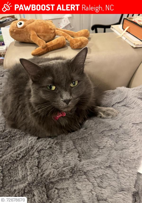 Lost Female Cat last seen North Ridge ests , Raleigh, NC 27615