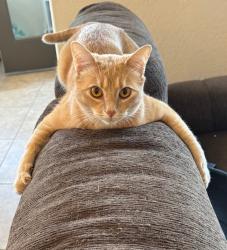 Lost Male Cat last seen Lindsey and Ray in Gilbert, Gilbert, AZ 85295