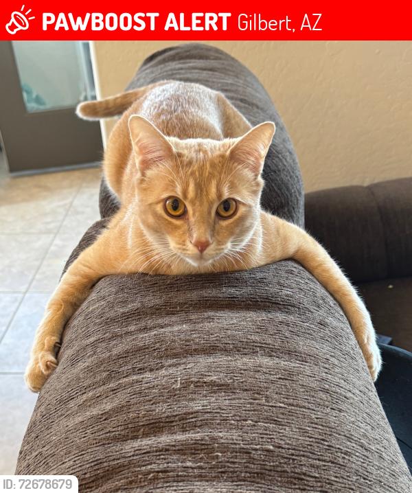 Lost Male Cat last seen Lindsey and Ray in Gilbert, Gilbert, AZ 85295