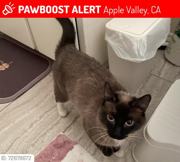 Lost Female Cat last seen Ottawa, Apple Valley, CA 92308