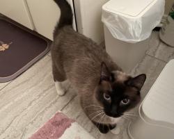 Lost Female Cat last seen Ottawa, Apple Valley, CA 92308