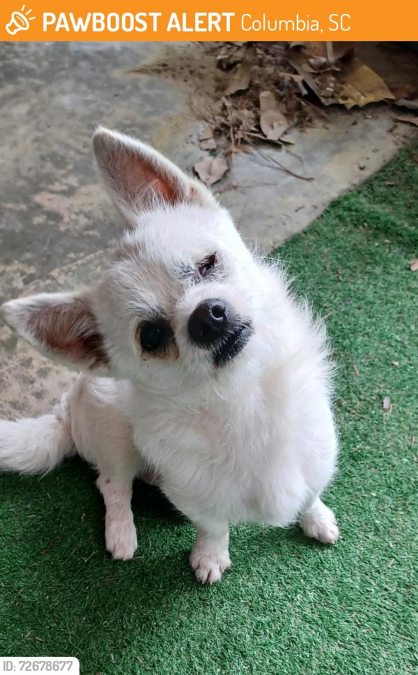 Found/Stray Male Dog last seen Crossfield Rd. near Forest Lake Elementary School, Columbia, SC 29206